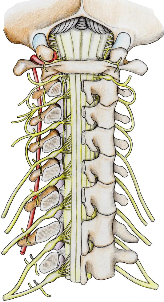 Spinal Cord Level and Function