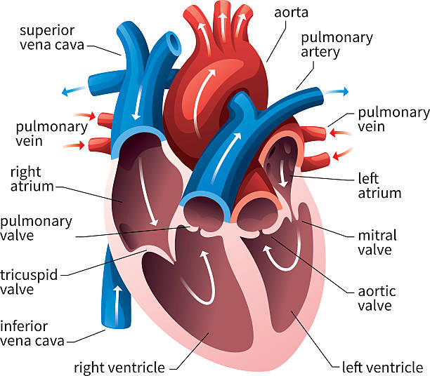 Cardiac Nursing Study Notes: Anatomy and Physiology Review