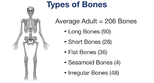 Nursing Musculoskeletal Notes